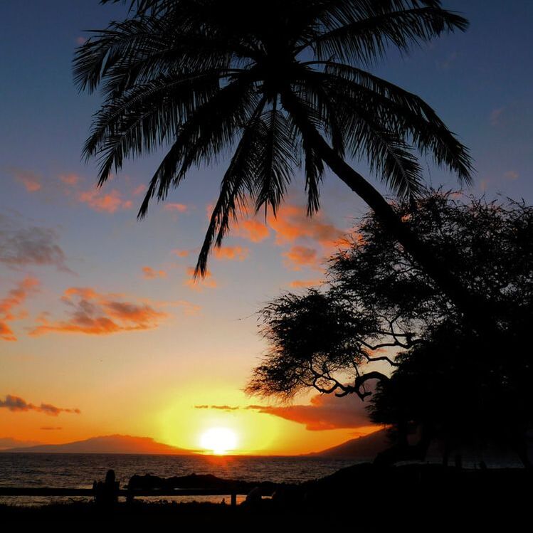 Sunset on Maui near Kihei. Beautiful palm tree on a beautiful beach.Picture